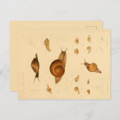 Carte postale ancienne Mollusque et Escargots (Devant / Derrière)