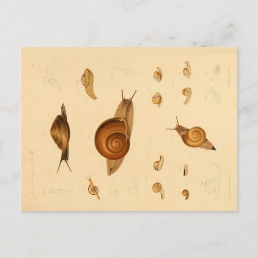 Carte postale ancienne Mollusque et Escargots (Devant)