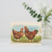 Carte postale ancienne "Poule Rhode Island Red" (Debout devant)