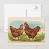 Carte postale ancienne "Poule Rhode Island Red" (Devant / Derrière)