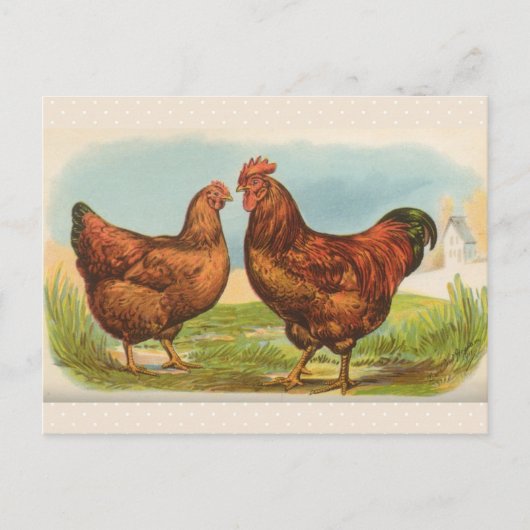 Carte postale ancienne "Poule Rhode Island Red" (Devant)