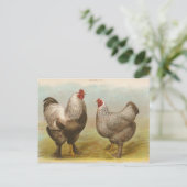 Carte postale ancienne "Poules Brahama foncées" (Debout devant)