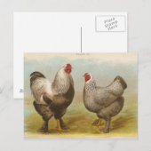 Carte postale ancienne "Poules Brahama foncées" (Devant / Derrière)