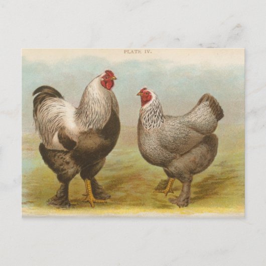 Carte postale ancienne "Poules Brahama foncées" (Devant)
