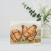 Carte postale ancienne "Poules Cochin fauves" (Debout devant)
