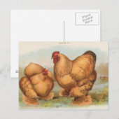 Carte postale ancienne "Poules Cochin fauves" (Devant / Derrière)
