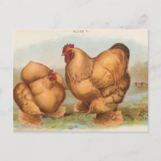 Carte postale ancienne "Poules Cochin fauves" (Devant)