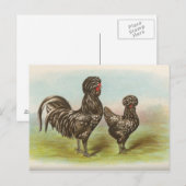 Carte postale ancienne "Poules Houdan" (Devant / Derrière)