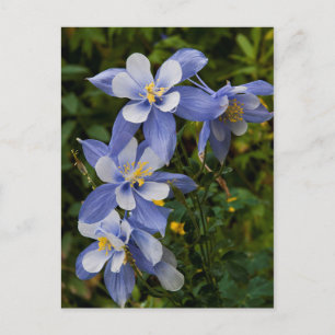 Carte Postale Ancolie bleue du Colorado près de Telluride Colora
