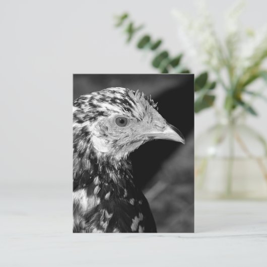 Carte Postale Ancona Hen (Debout devant)