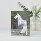 Carte Postale Andalou 2 (Debout devant)