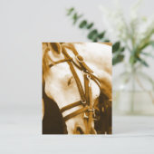 Carte postale andalouse (Debout devant)