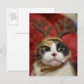 Carte Postale Andouillers de port d'un renne de chat (Devant / Derrière)