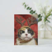 Carte Postale Andouillers de port d'un renne de chat (Debout devant)