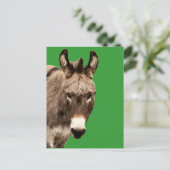 Carte Postale âne (Debout devant)