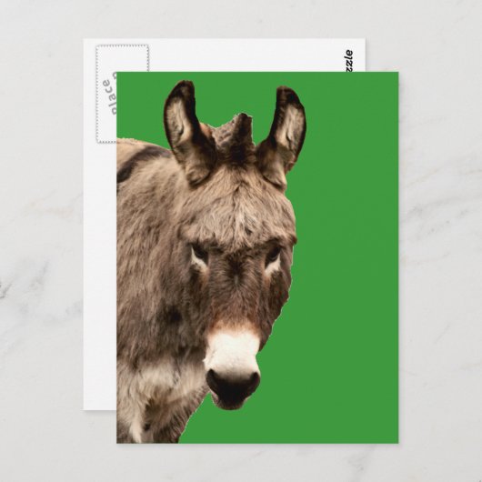 Carte Postale âne (Devant / Derrière)