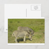 Carte Postale âne (Devant / Derrière)