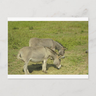 Carte Postale âne