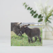 Carte Postale âne (Debout devant)