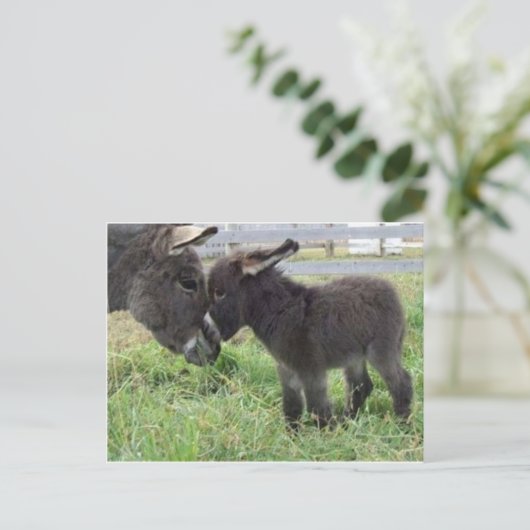 Carte Postale âne (Debout devant)