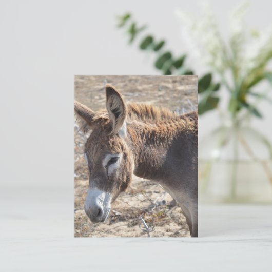 Carte Postale Âne adorable (Debout devant)