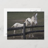 Carte Postale Âne blanc autrichien-hongrois (Devant / Derrière)