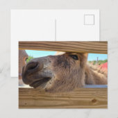 Carte Postale Âne de bébé (Devant / Derrière)