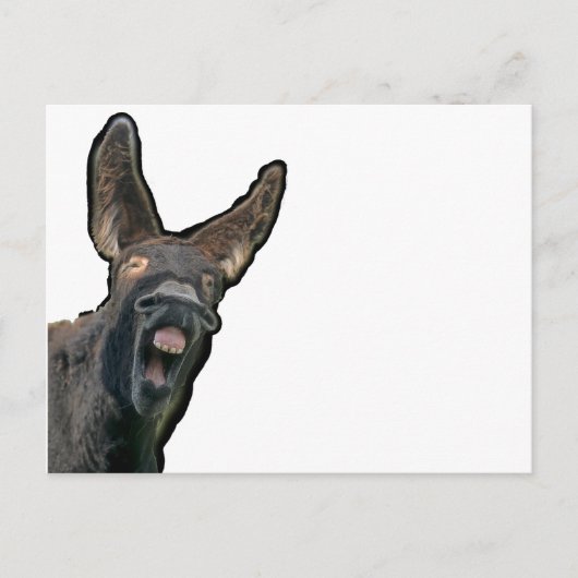 Carte Postale Âne de Poitou (Devant)