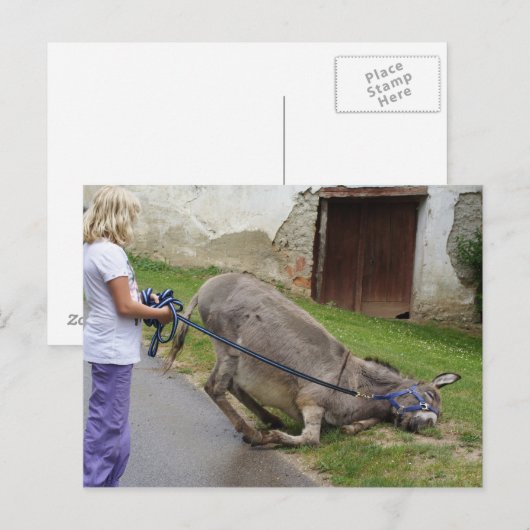 Carte Postale Âne décontracté drôle (Devant / Derrière)