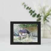 Carte postale âne espagnole (Debout devant)