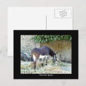 Carte postale âne espagnole (Devant / Derrière)