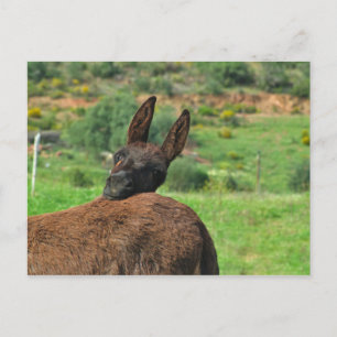 Carte postale : Âne heureux. Algarve Portugal