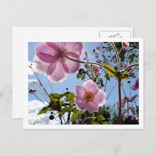 Carte Postale Anémon japonais (Devant / Derrière)