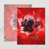 Carte Postale Anémon rouge (Devant / Derrière)