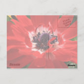 Carte Postale Anémon rouge (Dos)