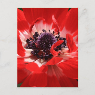 Carte Postale Anémon rouge