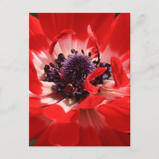 Carte Postale Anémon rouge (Devant)