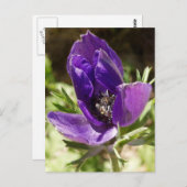 Carte postale Anemone (Devant / Derrière)