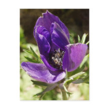 Carte postale Anemone