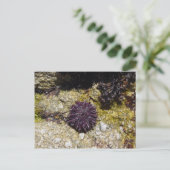 Carte Postale Anémone (Debout devant)