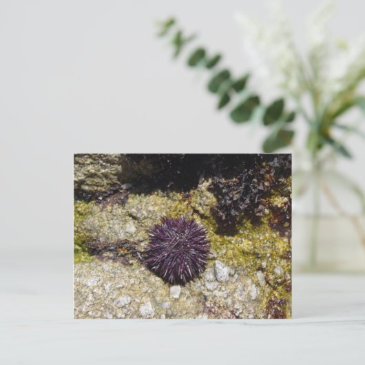 Carte Postale Anémone (Debout devant)