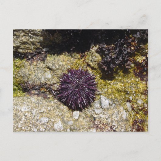 Carte Postale Anémone (Devant)