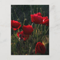 Anémone