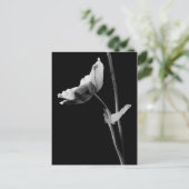 Carte postale Anemone B&W (Debout devant)