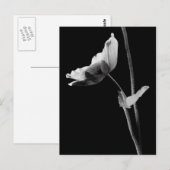 Carte postale Anemone B&W (Devant / Derrière)