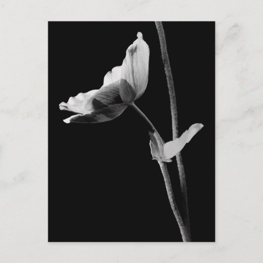 Carte postale Anemone B&W (Devant)