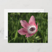 Carte Postale Anémone Calanit, Israël, la Terre Sainte de la (Devant / Derrière)