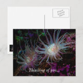 Carte Postale Anémone Crimson (Devant / Derrière)