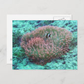 Carte Postale Anémone de mer (Devant / Derrière)