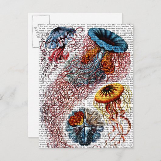 Carte Postale Anémone de mer (Devant / Derrière)